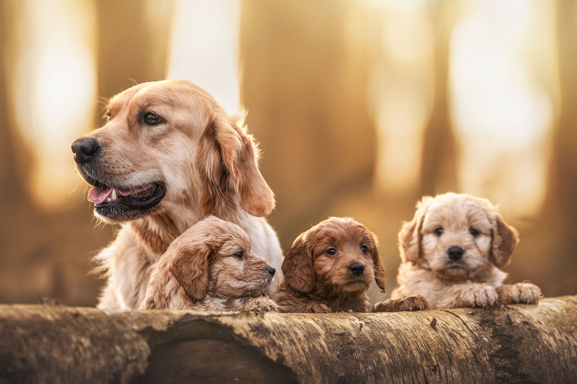 Golden Retriever Hündin mit Welpen